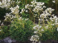 /album/rusticgarden/loyto-2-1707-jpg/